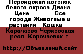 Персидский котенок белого окраса Диана › Цена ­ 40 000 - Все города Животные и растения » Кошки   . Карачаево-Черкесская респ.,Карачаевск г.